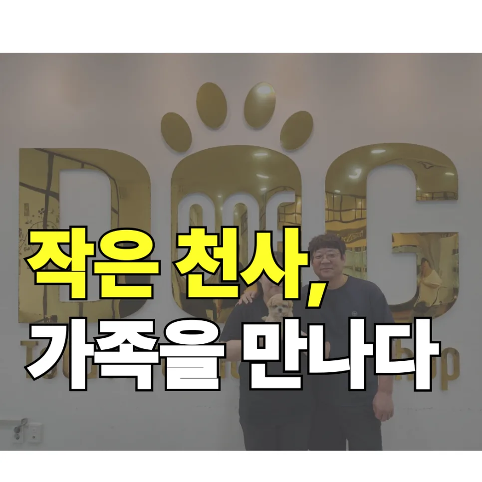 말티푸 분양 2026: 11년차 애견센터의 리얼 후기 및 입양 가이드