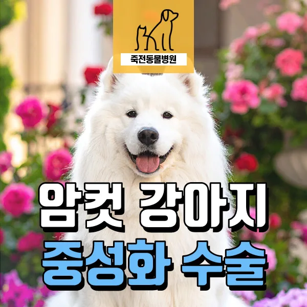 강아지 중성화 금식 중요성: 마취 전 10시간 필수 이유 2026