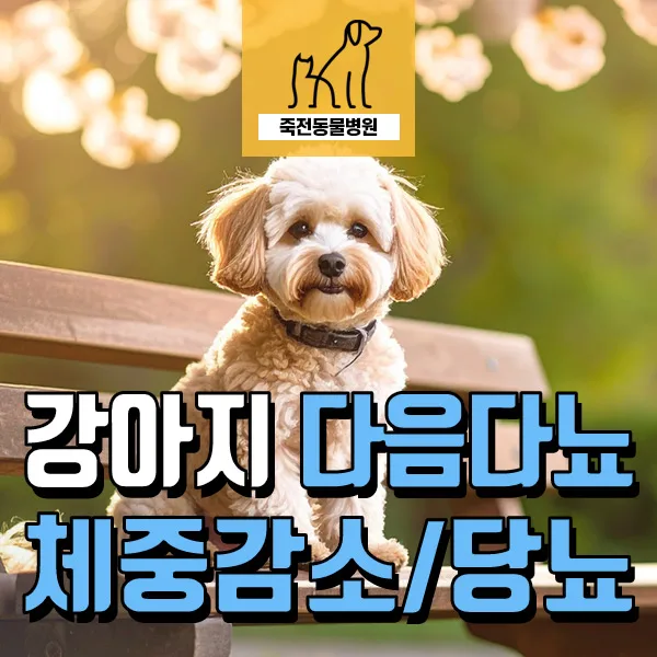 강아지 당뇨 증상과 치료: 다음 다뇨·체중 감소 원인 분석 2026