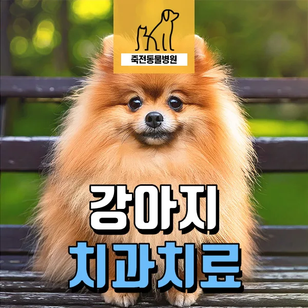 강아지 치아 골이식 성공 사례 2026: 치주염 치료 가이드