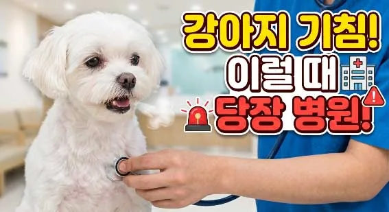 강아지 기침, 2026년 병원 가야 하는 위험 신호 5가지