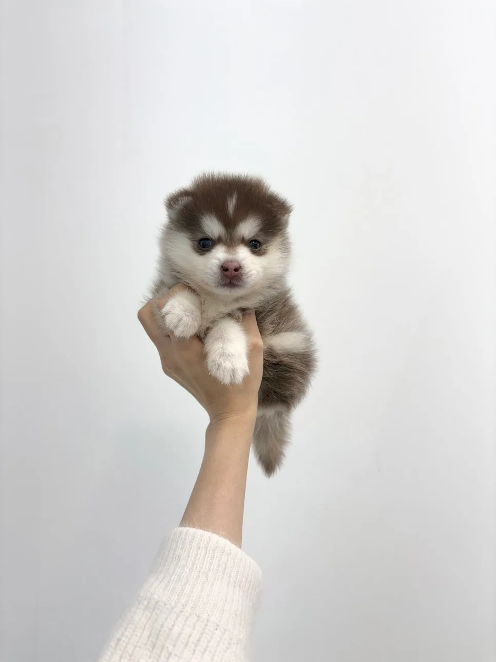 미니 폼스키 분양 2026: 이천 강아지 입양 시 꼭 알아야 할 점 2
