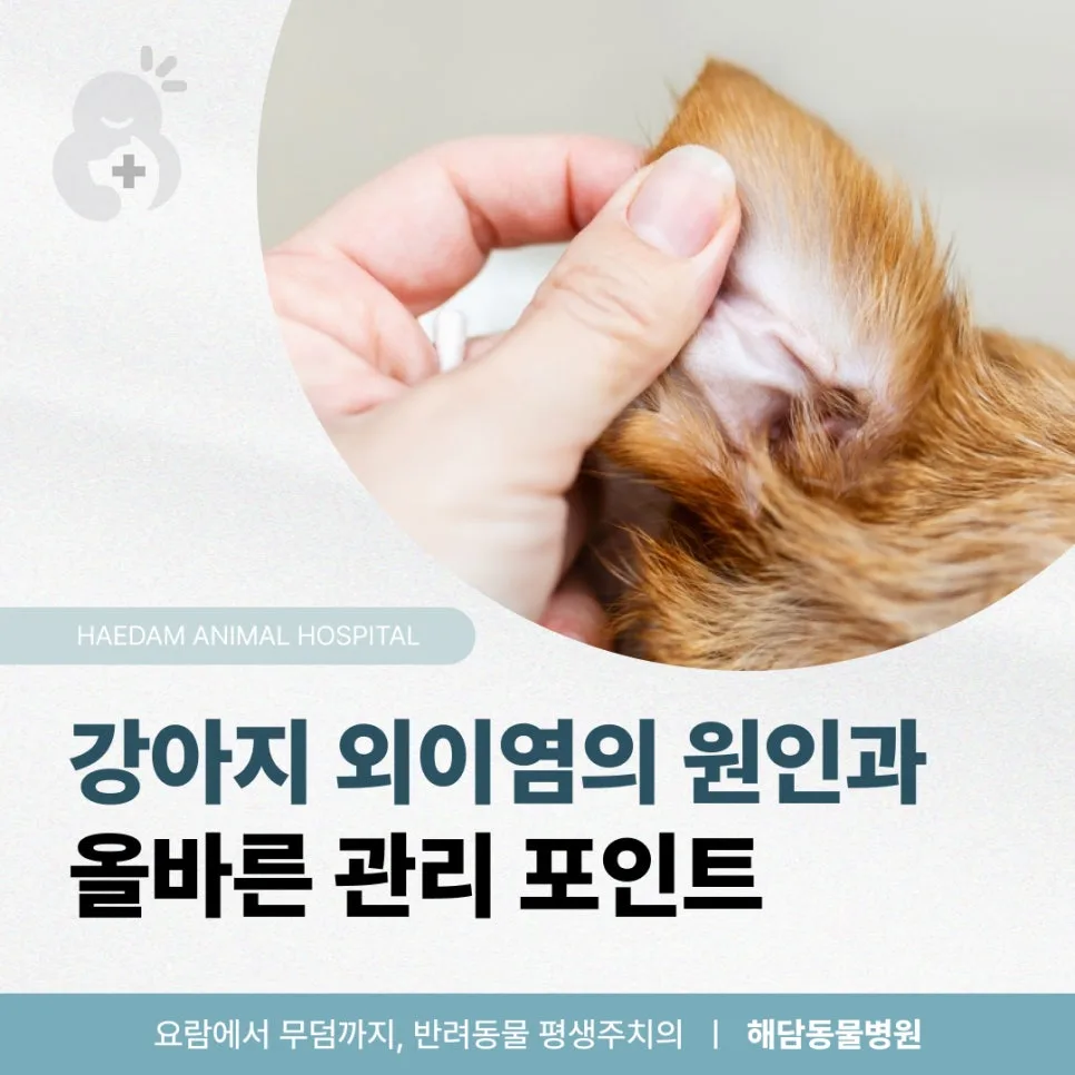 강아지 외이염 원인과 관리 2026: 재발 막는 핵심 비법