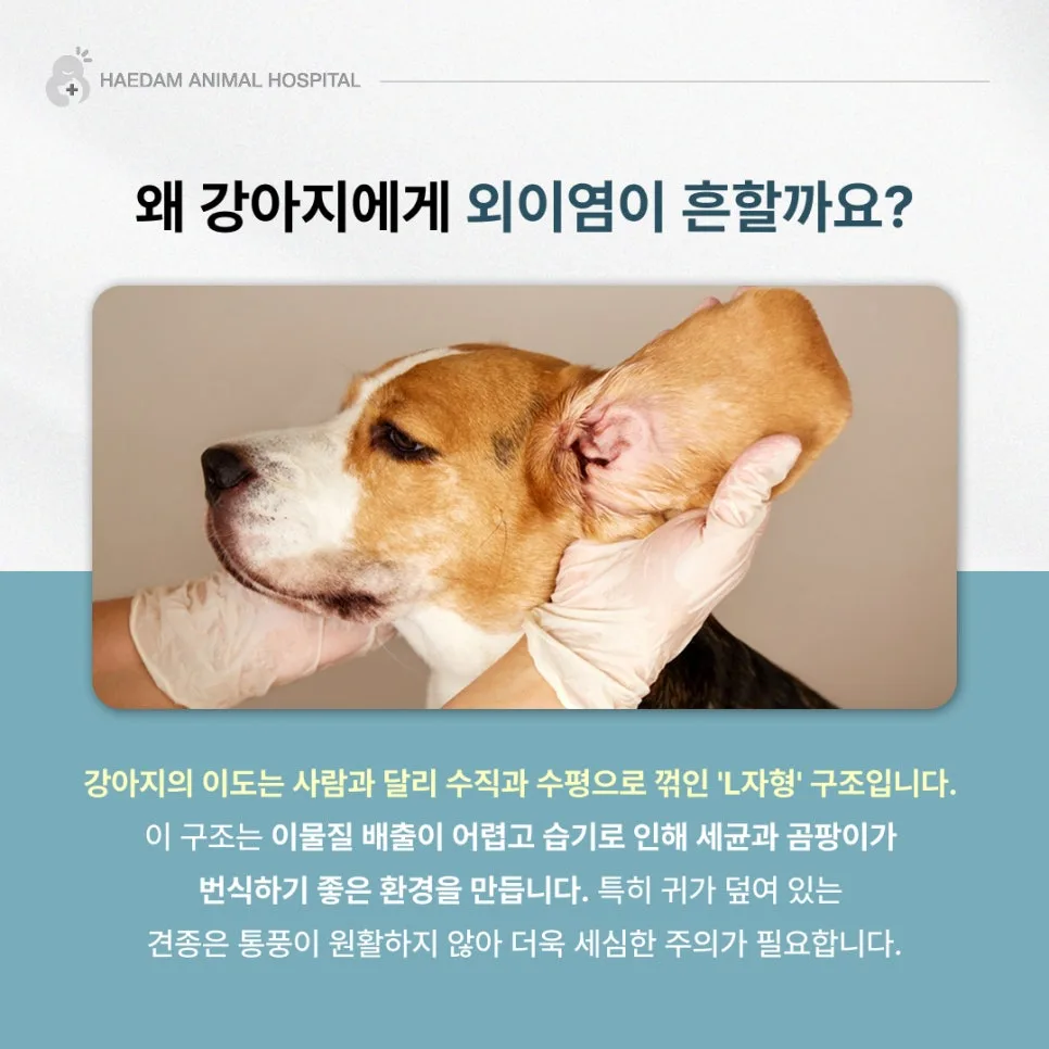 강아지 외이염 원인과 관리 2026: 재발 막는 핵심 비법 2