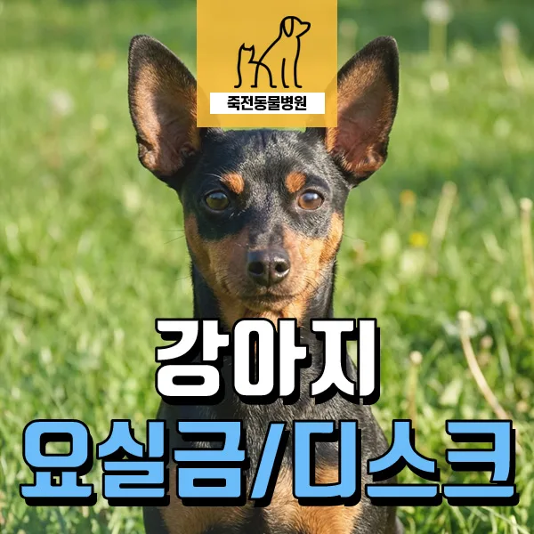 강아지 요실금, 잠자는 사이 방석 젖는 이유는? 디스크 원인 2026년 총정리