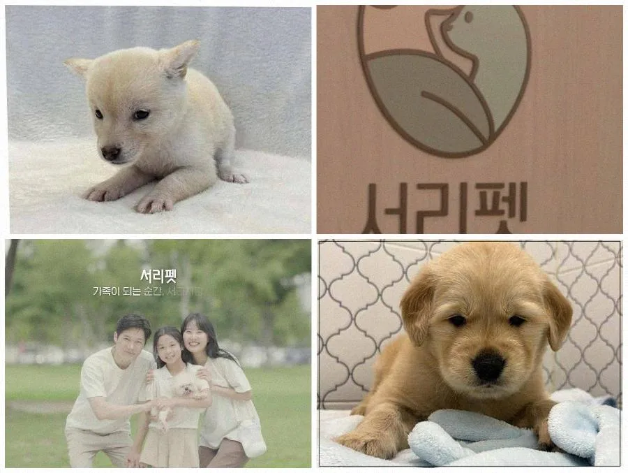 서울 강아지 분양, 건강한 반려견 찾는 3가지 핵심 기준 2026