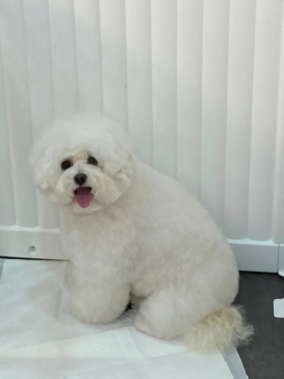 창원 애견미용 학원 2026년 전망: 이바우펫 상담 후기 및 자격증 취득 전략
