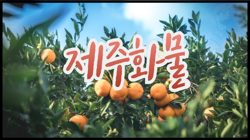 서울-제주 화물택배 비용 2026: 혼적 vs 독차 견적 비교