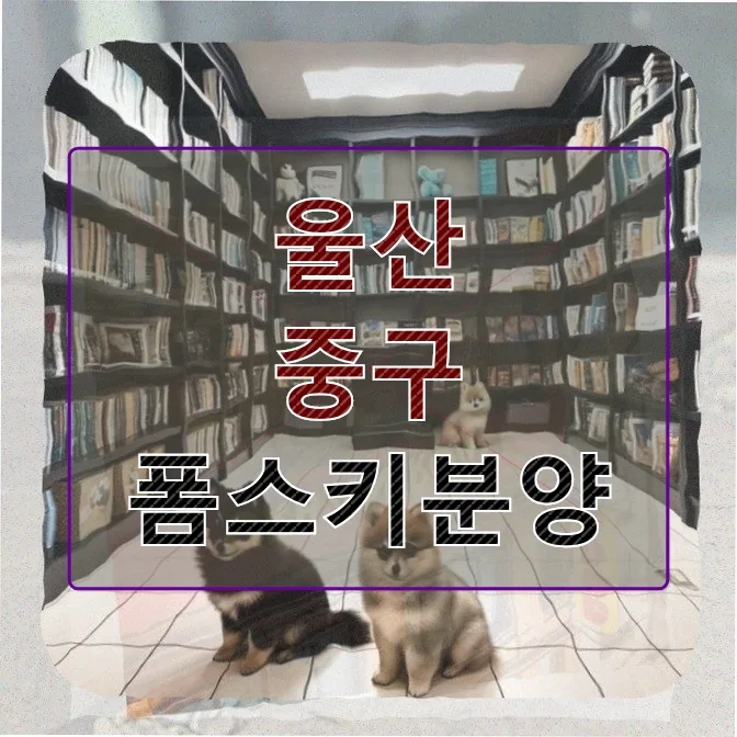 폼스키 분양 2026: 혼자 사는 프로그래머의 반려견 도전기