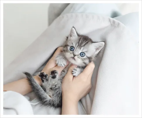 광명 브리티시숏헤어 분양 2026: 건강한 고양이 찾는 법, 유앤미펫 후기 — 반려동물 — dbdosalvpt