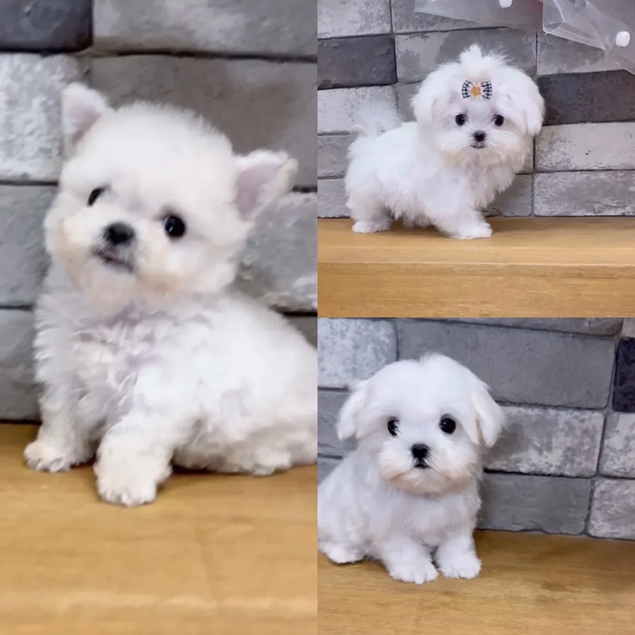 부산 강아지 분양: 미니 말티즈, 테디 비숑 입양 가이드 2026