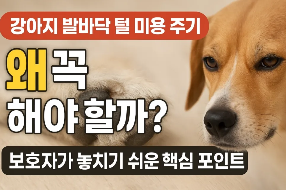 강아지 발바닥 털, 언제 밀어야 할까? 2026년 최신 관리법