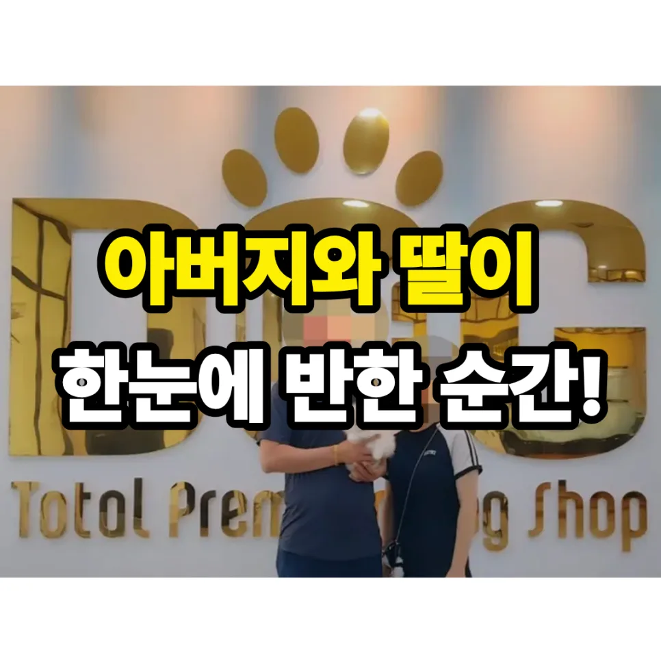 크림 포메라니안 입양 2026: 아버지와 딸의 첫눈에 반한 순간