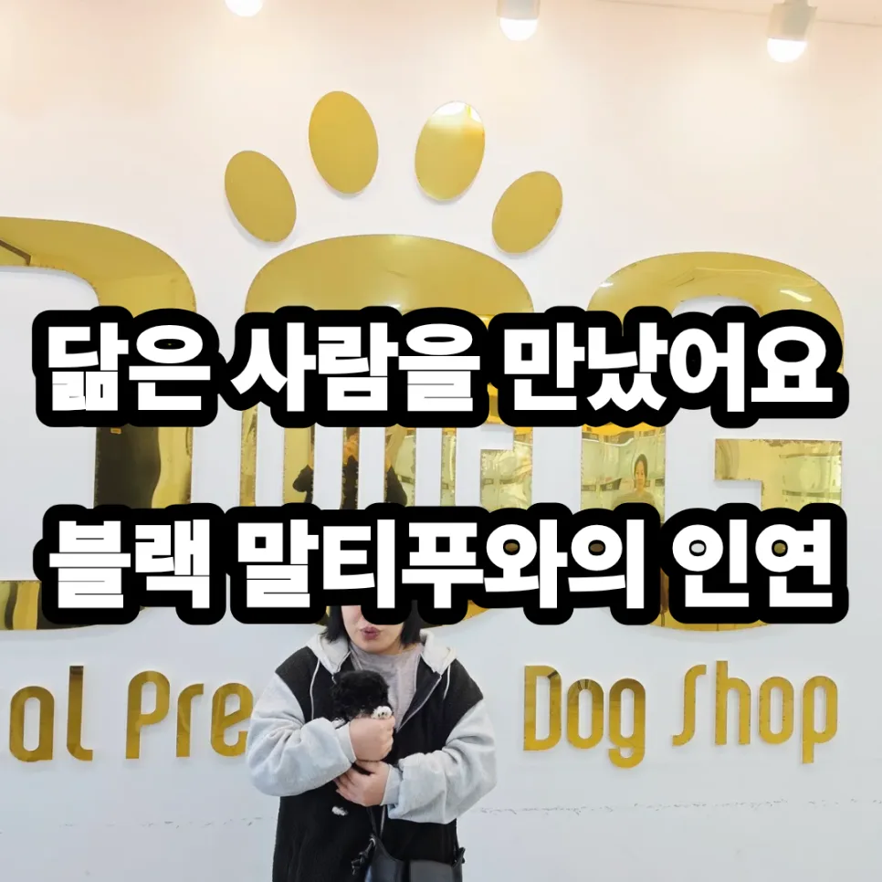 세종시 강아지 분양, 블랙 말티푸 깜순이 가족 찾은 날 2026