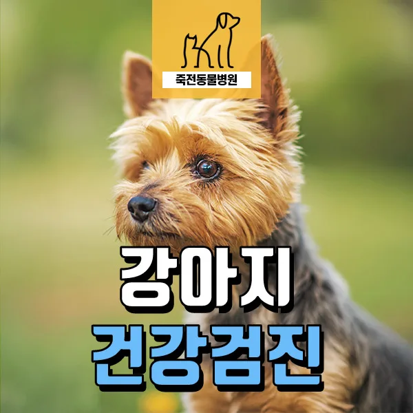 14살 노령견 신부전·백내장 검진: 관리법과 주의사항 2026