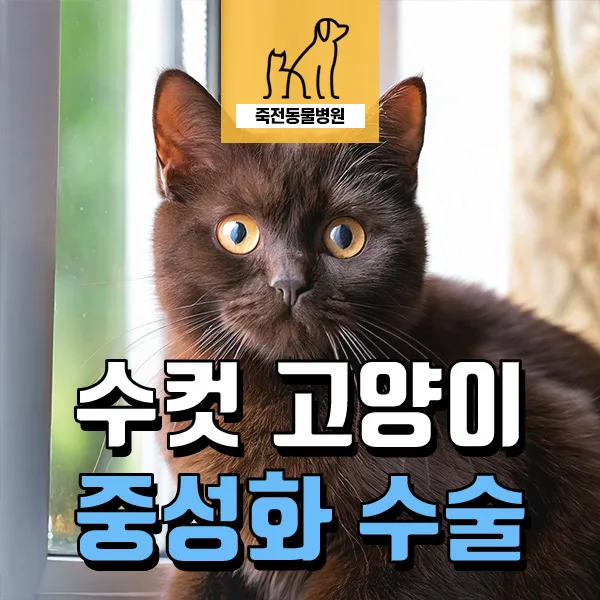 수컷 고양이 중성화 수술, 2026년 최적 시기와 방법은?