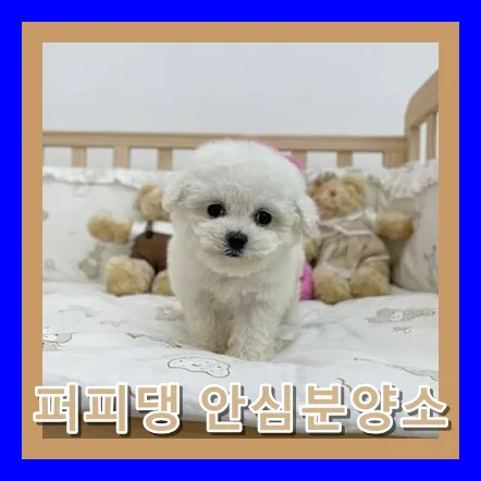 Maltese Adoption in Jincheon 2026: Your Healthy Puppy Guide