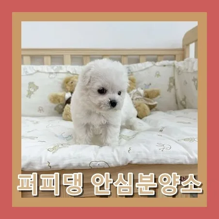 Maltese Adoption in Jincheon 2026: Your Healthy Puppy Guide 2