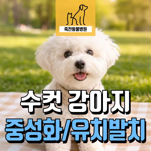 수컷 강아지 중성화+유치 발치 2026년 최적 시기 및 주의점