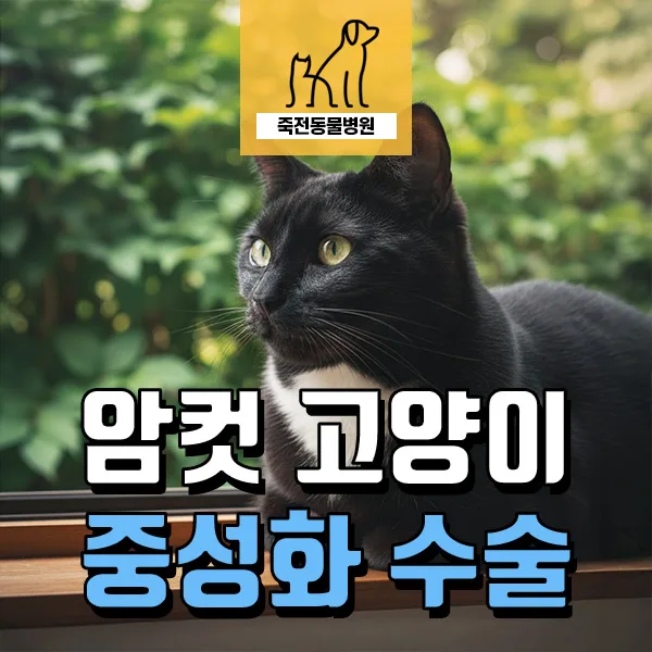 암컷 고양이 중성화 이점과 최적 시기 2026: 피내봉합 장점