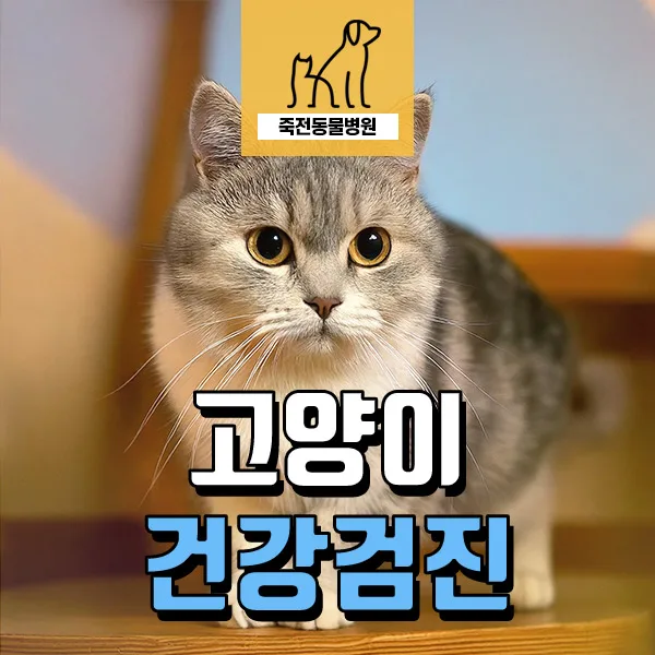 5살 고양이 건강검진 필수 항목과 비용 2026년 총정리