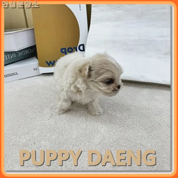 천안 강아지 무료분양 조건보다 중요한 3가지 (2026년 최신)