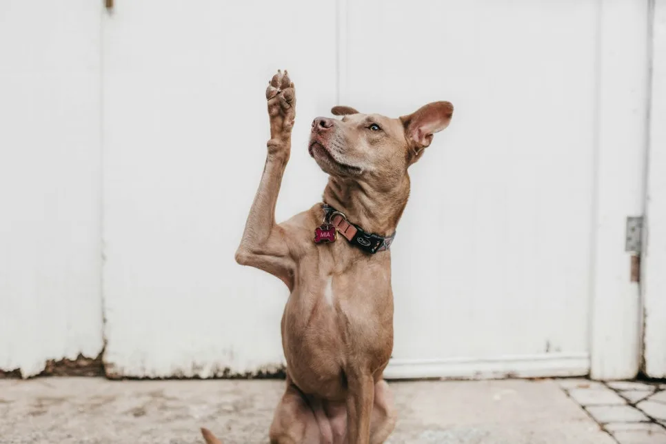 Wanna vs. Wants To: Master English Grammar in 2026