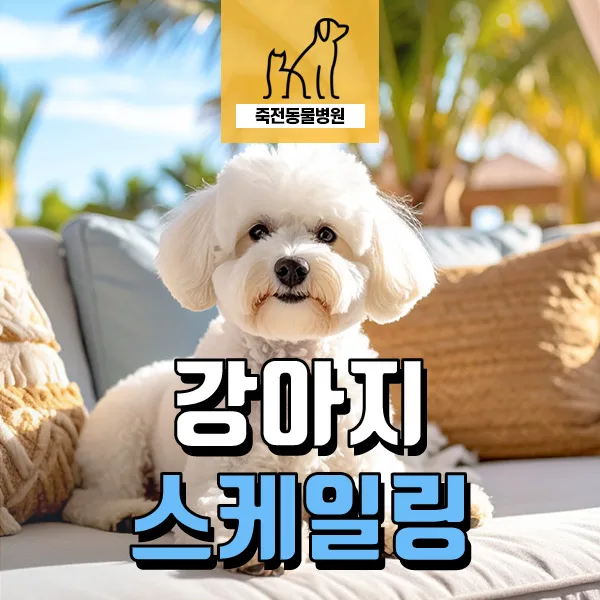 강아지 치석 방치 시 위험성 2026: 스케일링 필요성 총정리
