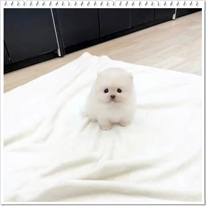 화이트 포메라니안 입양 2026: 청량리 강아지 분양 고민 해결 2