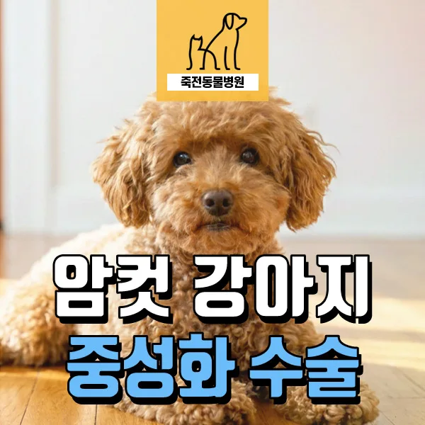 암컷 강아지 중성화 시기 및 필요성: 발정 스트레스 줄이는 법 2026