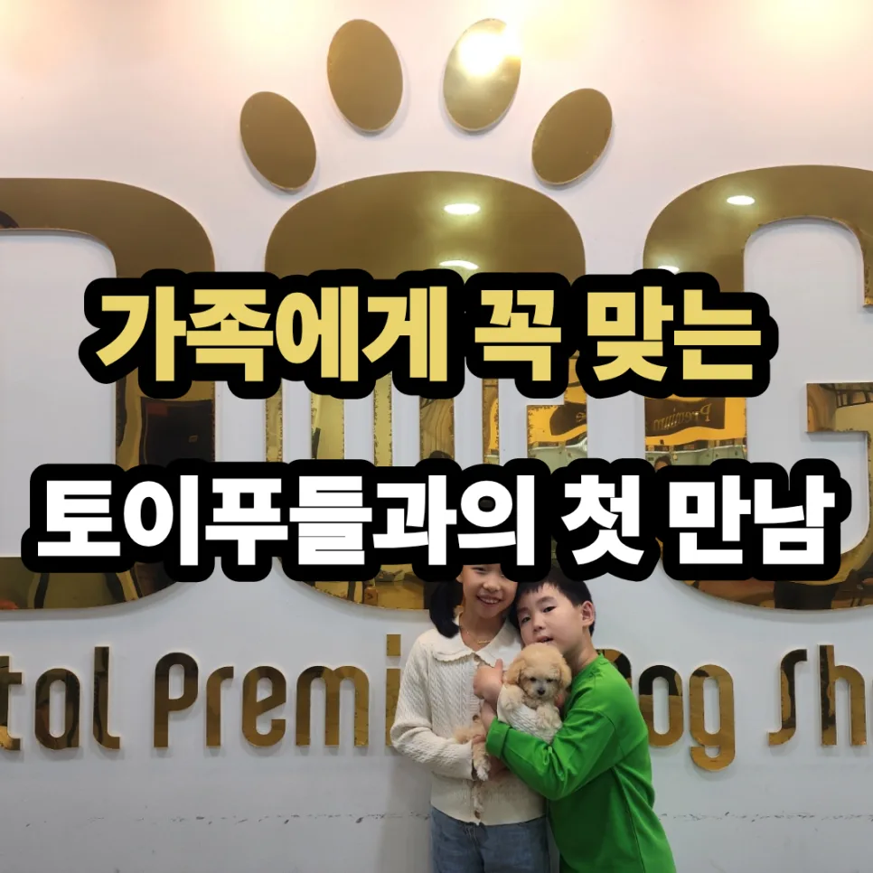 세종시 강아지 분양 2026: 토이푸들 입양, 성향 매칭 성공 후기 2