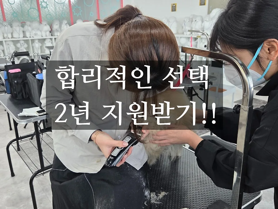 애견미용 2년 과정, 880만원이 합리적인 이유 2026년 총정리