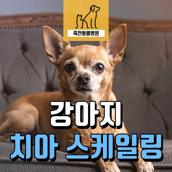 강아지 스케일링 중 발견한 PSS, 조기 진단이 중요해요 2026