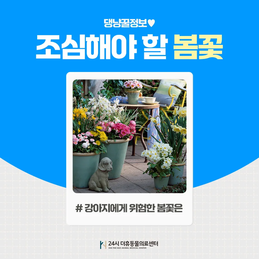 강아지 봄꽃 위험성 2026: 섭취 시 중독 증상과 예방법
