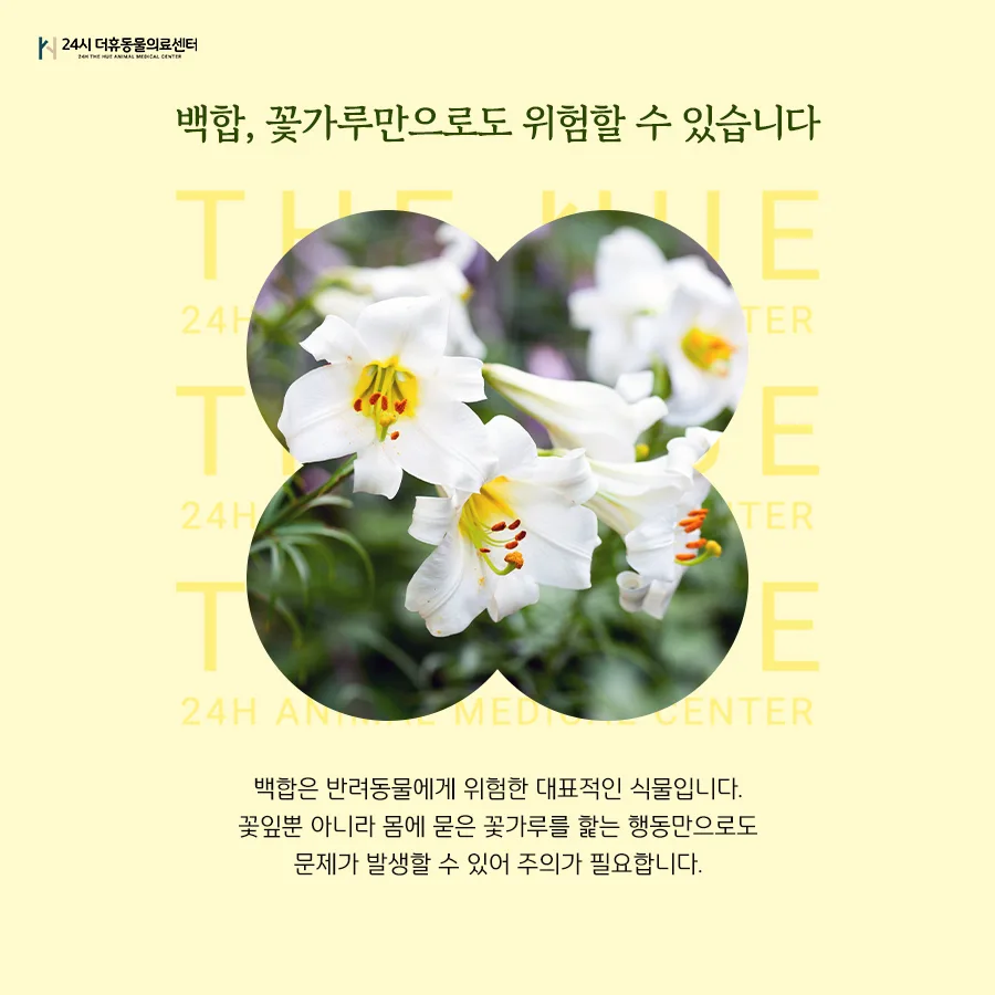 강아지 봄꽃 위험성 2026: 섭취 시 중독 증상과 예방법 2