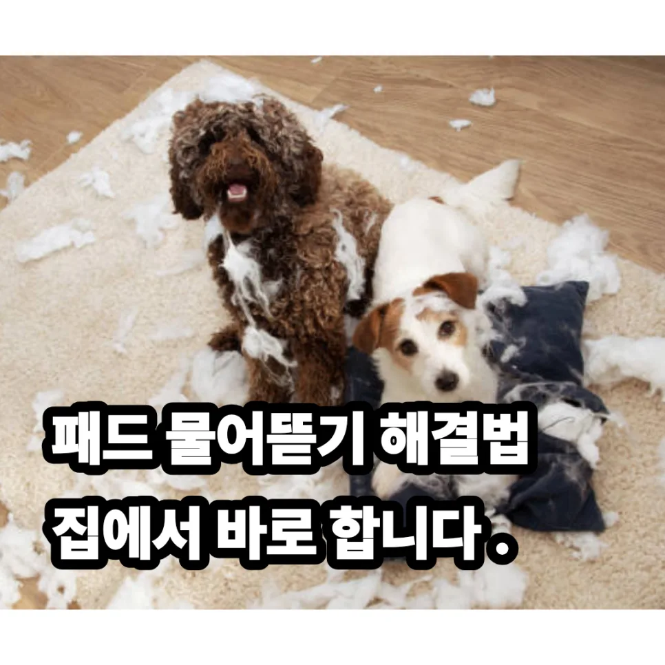 강아지 패드 물어뜯기 2026년 해결법: 전문가 직접 진단
