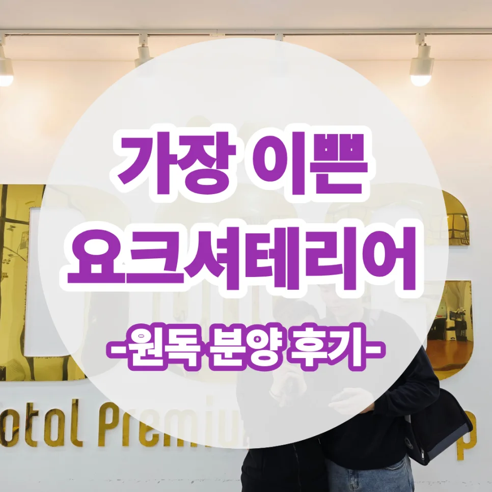 요크셔테리어 분양 2026: 부천에서 세종까지, 3주 기다린 특별한 인연