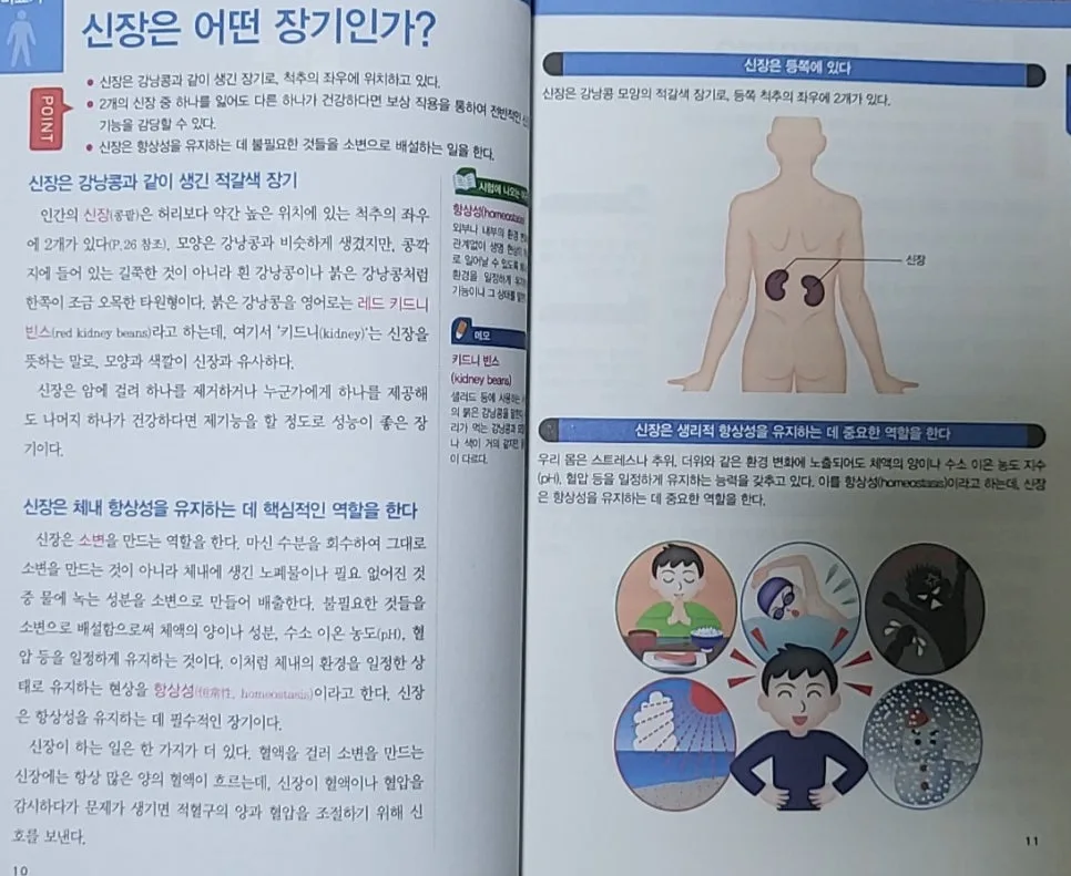신장·비뇨기 구조 쉽게 이해하는 법 2026 (그림 설명)