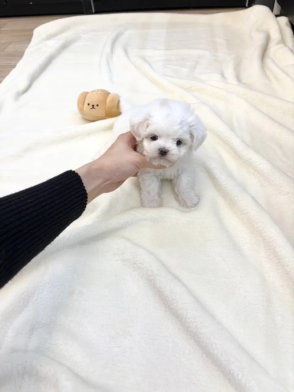 말티푸 분양 2026: 중랑구 인기 견종 입양 가이드 2