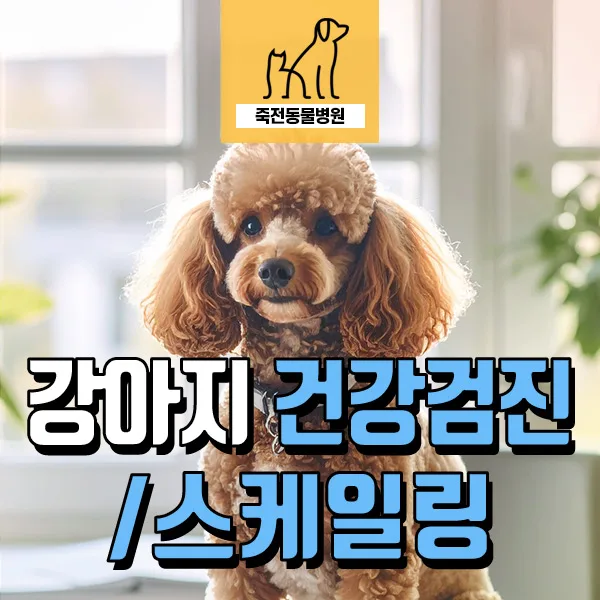 강아지 건강검진과 스케일링 동시 진행 장점 2026년 총정리