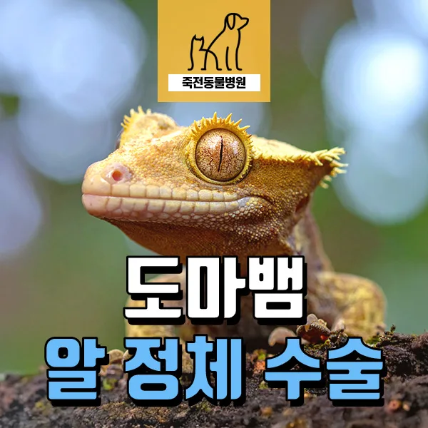 크레스티드 게코 알 정체, 수술 없이 해결하는 법 2026