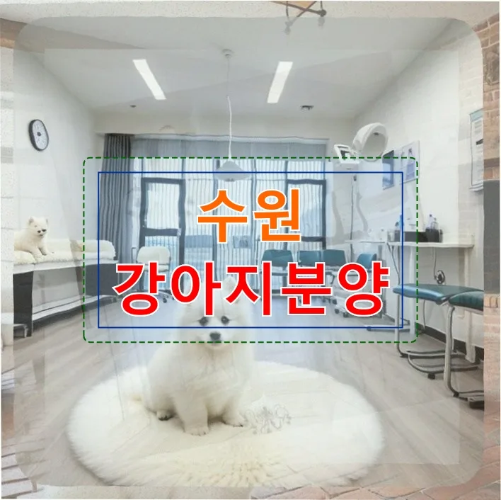 수원 강아지분양 신중한 직장인 선택 가이드 2026