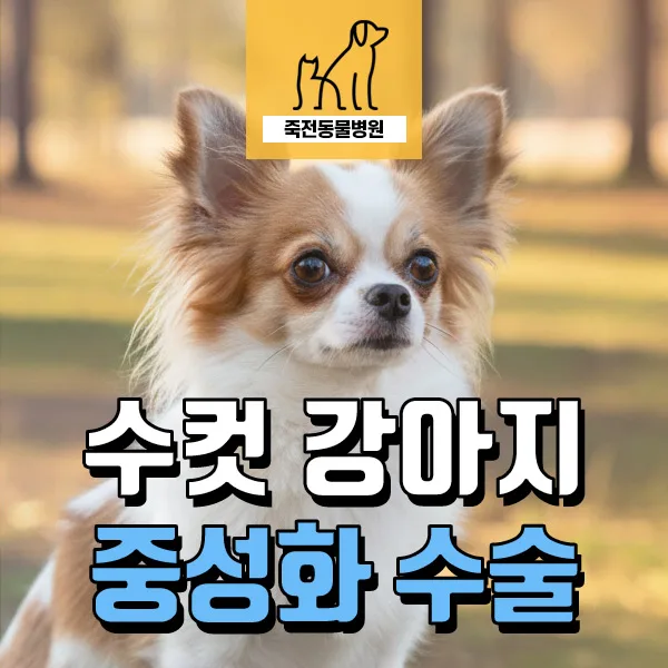 강아지 중성화 수술, 빈혈 있었던 7개월 치와와 사례 2026