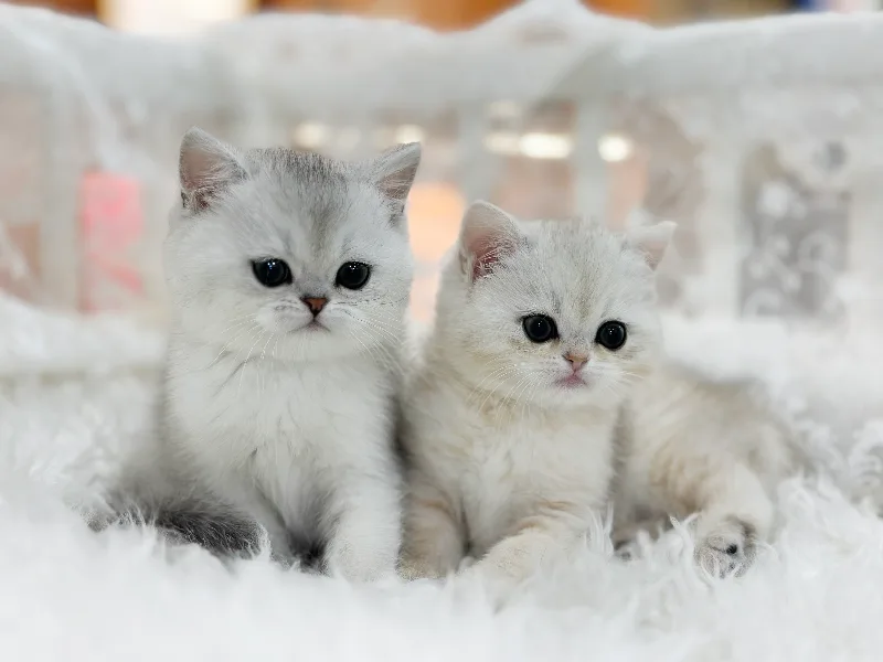 구미 브리티쉬숏헤어 분양: 건강한 아이 맞이하는 법 2026