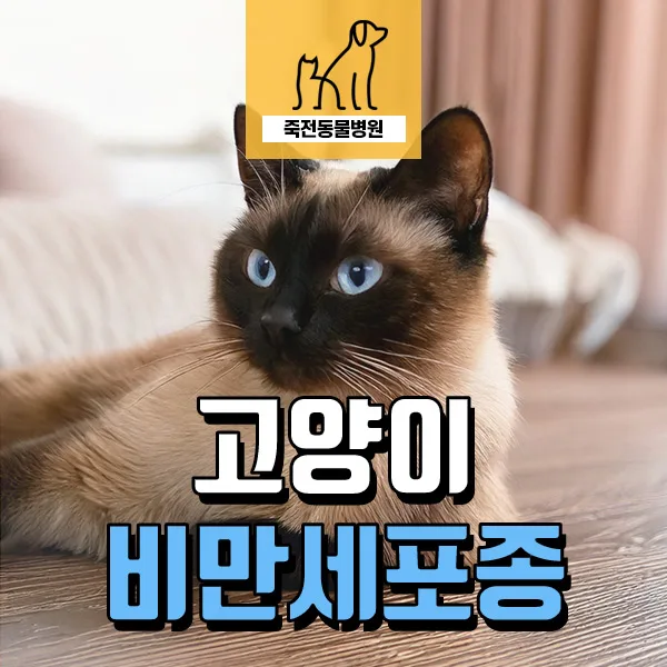 고양이 비만세포종이란? 17세 샴 고양이 사례로 알아보는 2026년 진단법