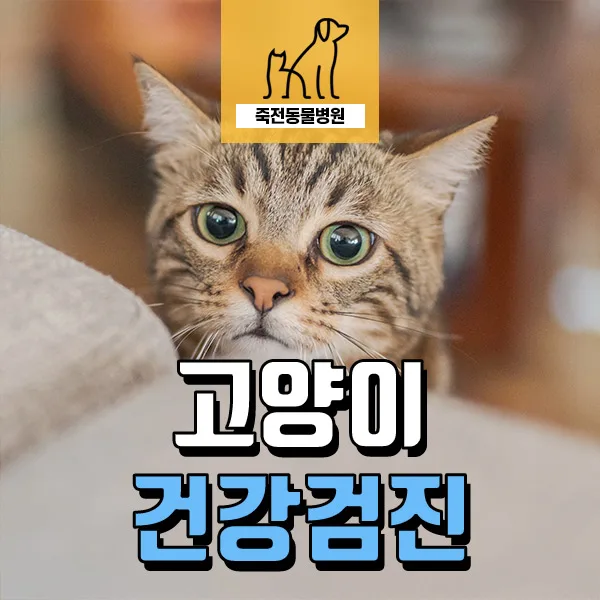 고양이 허피스 후유증 검진 2026: 폐·기관지 흉터 진단