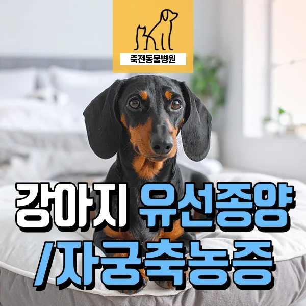 7살 강아지 자궁축농증·유선종양 수술, 다음·혈뇨 원인 분석 2026