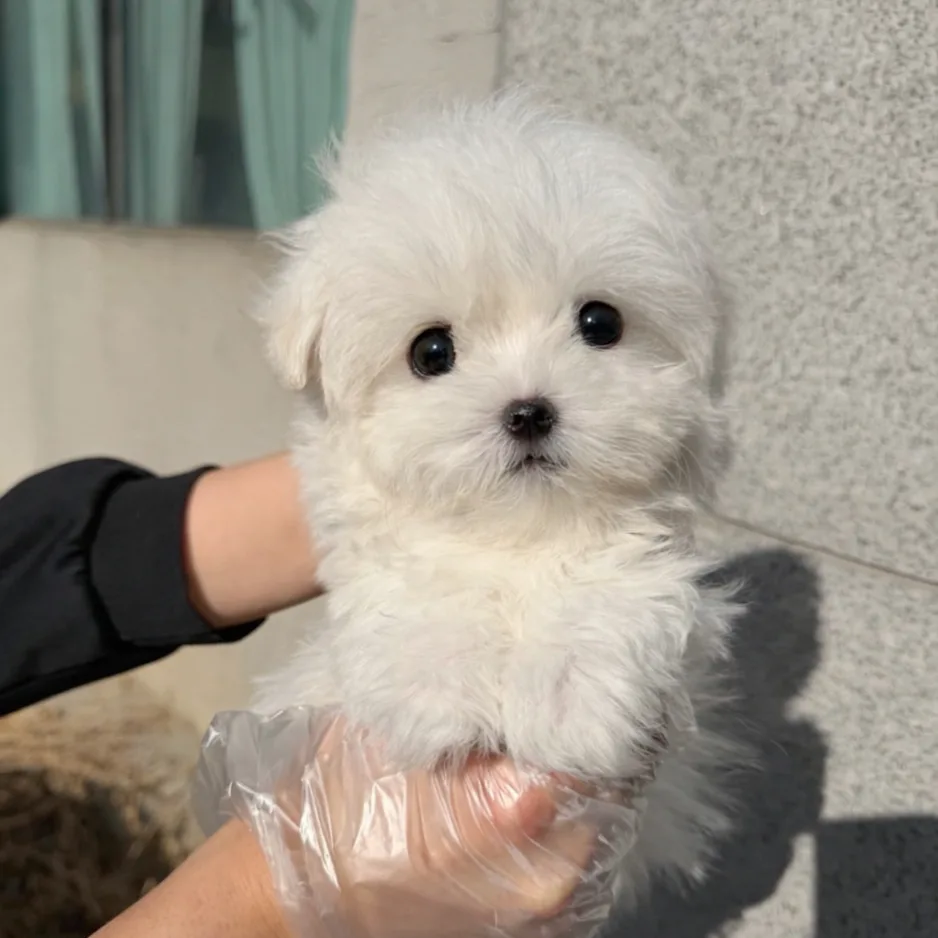 꼬숑 강아지 분양 2026: 40만원 특별 분양, 입양 전 필수 체크리스트 — 반려동물 — incheondreamdog
