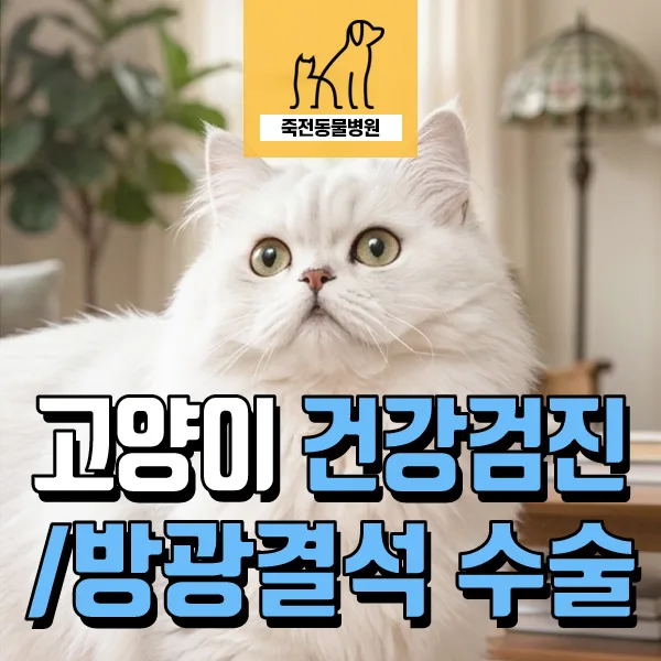 고양이 체중 감소 원인: 방광 결석 수술 경험담 2026