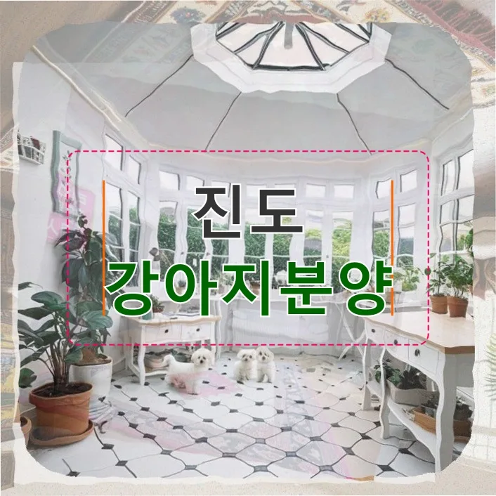 진도 강아지 분양, 29세 직장인 현실적 고민과 준비 2026